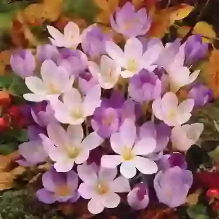 Mixed Varieties